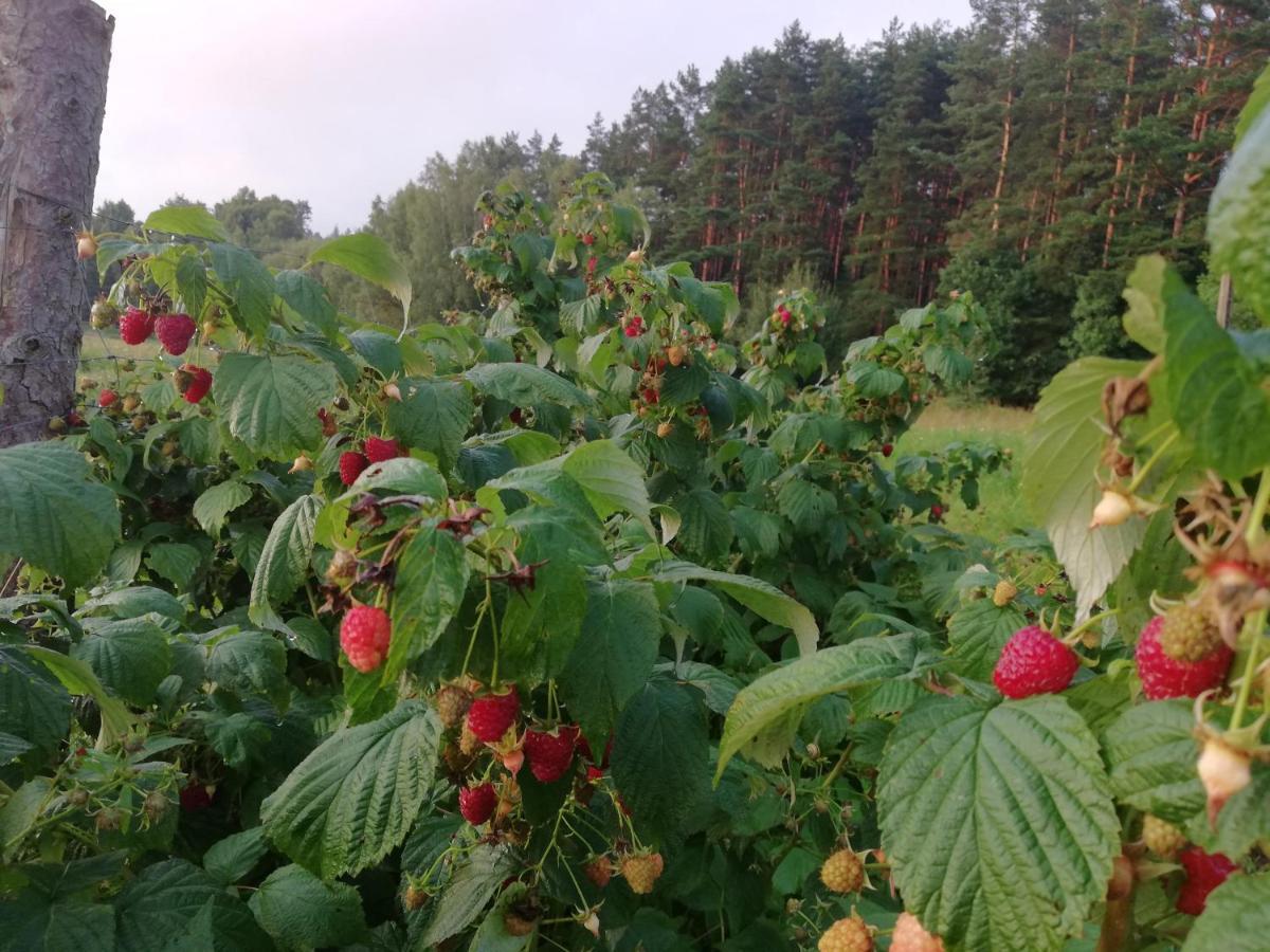 Agrojelonki Agroturystyka Гетшвалд Экстерьер фото